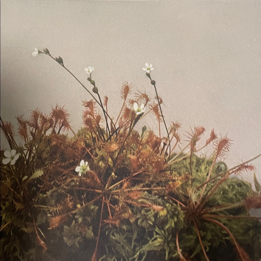 🌹FREE w/purchase Antique Botanical Plant print over 100 years old Vintage - Picture 2 of 7